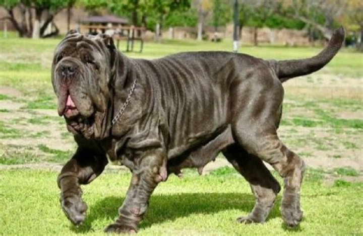 The Absolute Ugliest Dogs In The World: A Must-See